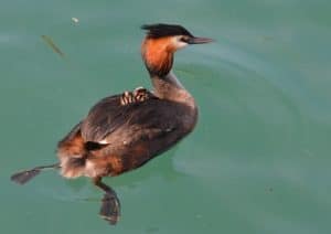 Uccello acquatico del lago di Garda, con i suoi piccoli in groppa. Tempo : 1/250 sec. Diaframma : F/8 Iso : 180 Distanza focale : 105   mm.