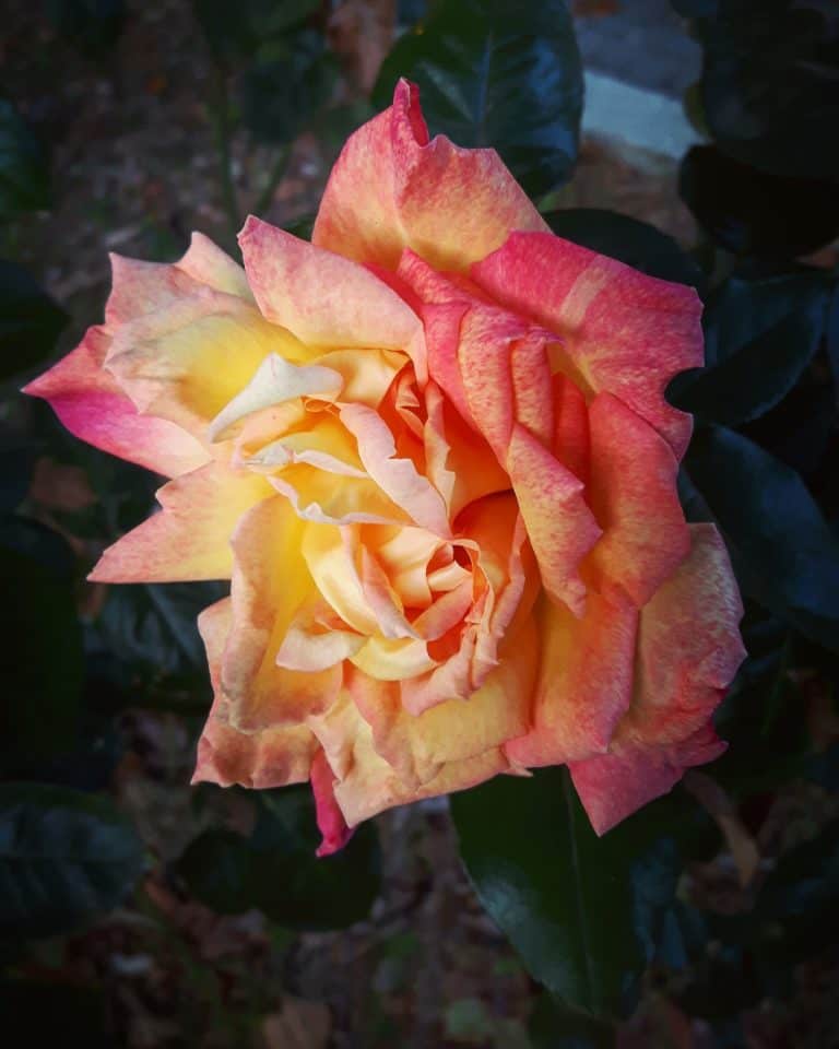è Il Tempo Che Hai Perso Per La Tua Rosa